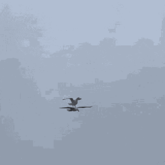 a seagull is flying over a building with a blue sky in the background