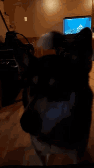 a husky dog is standing in front of a computer monitor