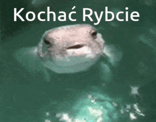 Kochaćrybcie Lol Ryba Fish Pufferfish Rozdymka GIF - Kochaćrybcie Lol Ryba Fish Pufferfish Rozdymka GIFs