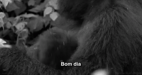 Gorila Bom Dia GIF - Acordei Bomdia Manha GIFs