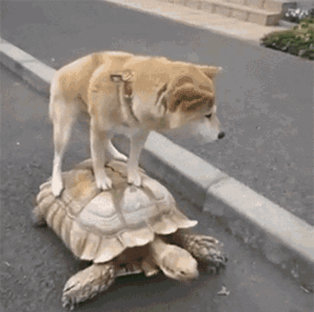 slow-turtle.gif