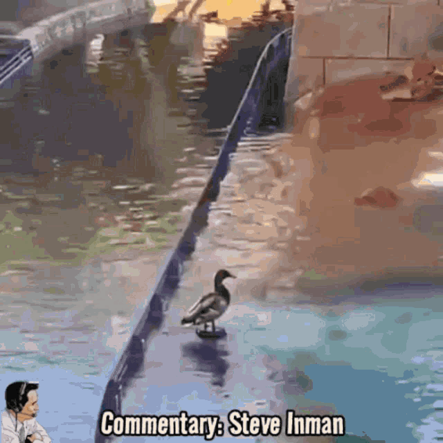 Duck Enema Fountain Enema GIF - Duck Enema Fountain Duck Enema GIFs