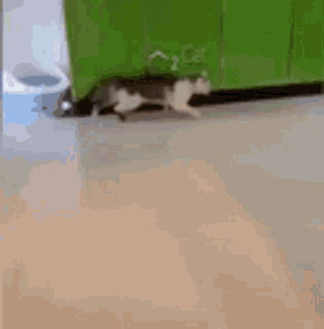 Cat Connection Interrupted GIF - Cat Connection Interrupted Meow GIFs