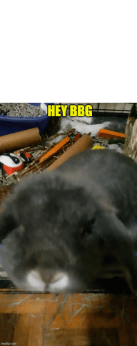 Hey Bbg Rabbit GIF - Hey Bbg Rabbit Bunny GIFs