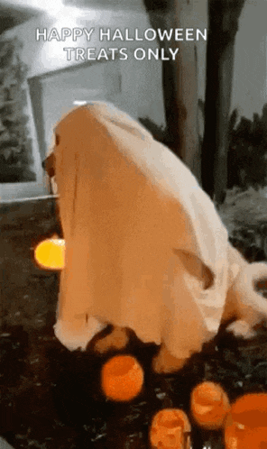 a dog dressed as a ghost is standing next to pumpkins on a halloween night .