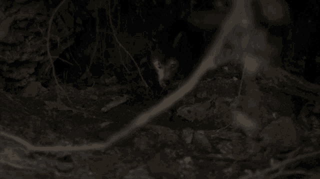 a wolf is looking at the camera in a dark cave