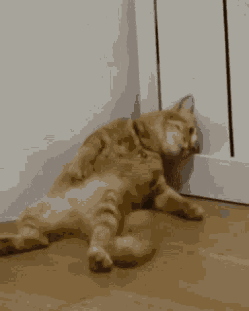 a cat laying on its back on the floor