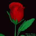 Blooming GIF - Love Rose GIFs