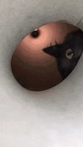 Sniffing Cat GIF