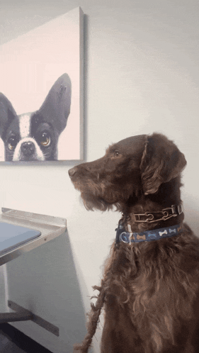 a dog looking at a picture of a boston terrier on a wall