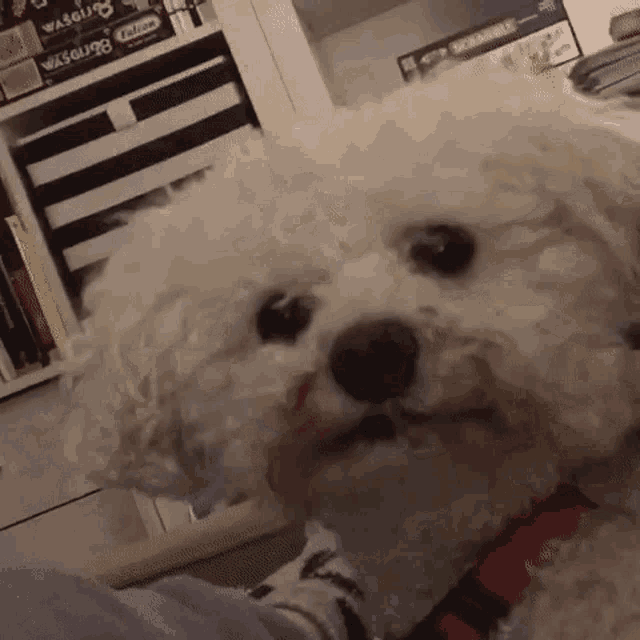 Flossy Dog GIF - Flossy Dog Stares GIFs