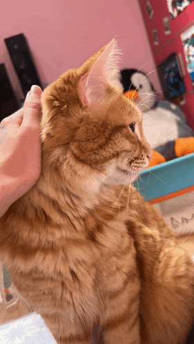 a person petting a fluffy orange cat in a pink room