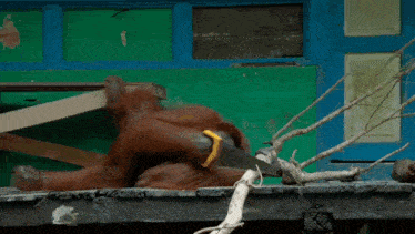 an orangutan is laying on the ground holding a saw and a piece of wood .
