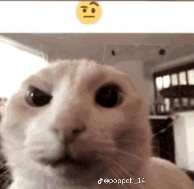 a close up of a cat 's face with a yellow smiley face behind it