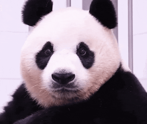 a close up of a panda bear 's face against a white background