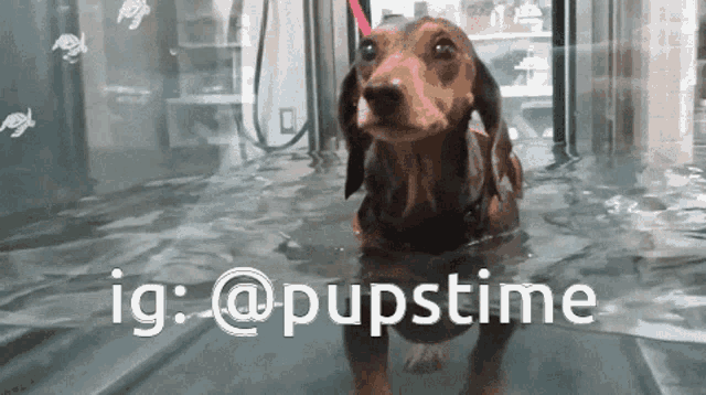 a dachshund is swimming in a pool with the hashtag ig @pupstime below it