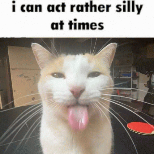 Silly Billy Cat Bleh GIF - Silly Billy Cat Bleh GIFs