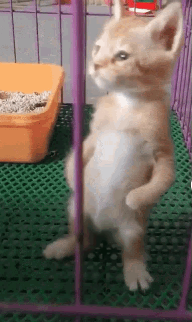 a cat is standing on its hind legs in a cage