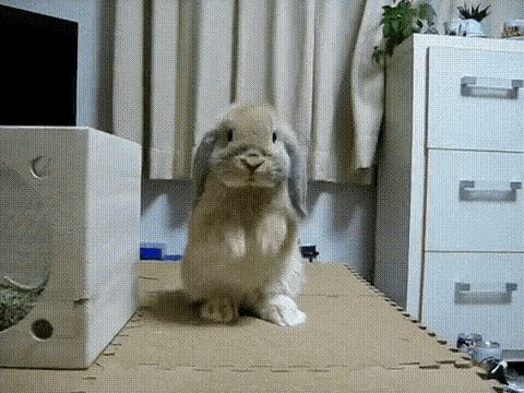 Bunny Rabbit GIF - Bunny Rabbit Please GIFs