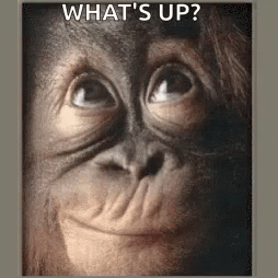 Monkey Whats Up GIF - Monkey Whats Up Look Up GIFs