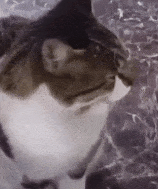 a close up of a cat 's face on a marble surface