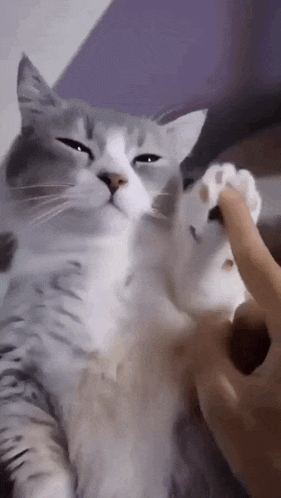 Cat Metronome GIF - Cat Metronome Tiktok GIFs