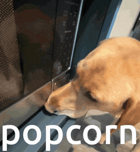 a dog sniffing something in a microwave with the word popcorn below it
