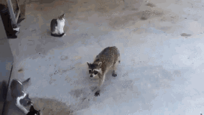 Raccoon Funny Animals GIF - Raccoon Funny Animals Lunch GIFs