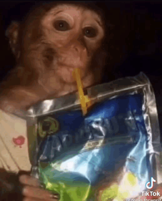 a monkey drinking through a straw from a bag of chips
