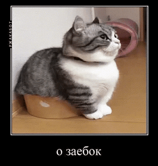 a gray and white cat is sitting on the floor next to a bowl .