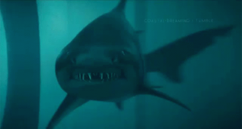 Shar Shark GIF - Shar Shark GIFs