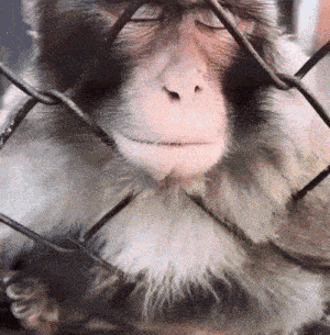 a close up of a monkey behind a chain link fence with its eyes closed