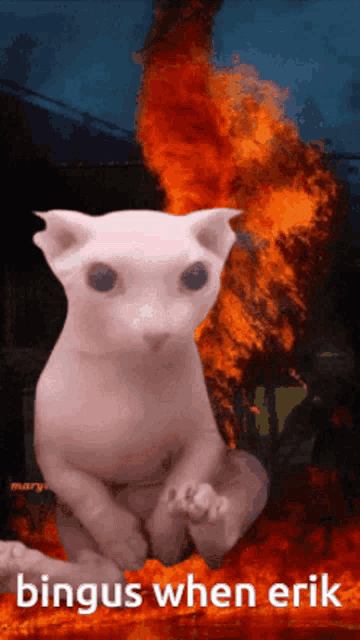 a white cat is sitting in front of a fire with the words " bingus when erik " on the bottom
