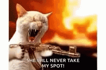 Cat Gun GIF - Cat Gun Never GIFs