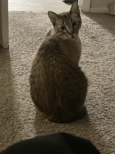 a cat is sitting on a carpeted floor and looking at the camera