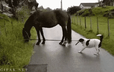 Horse Dog GIF - Horse Dog Unlikely Friends GIFs