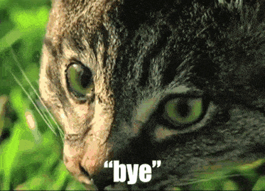 Bye Cat GIF - Bye Cat Helicopter GIFs