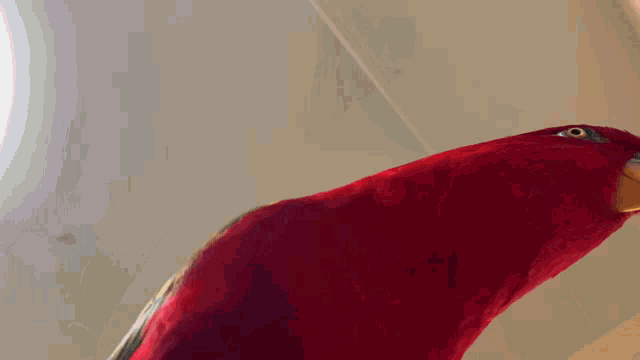 a red parrot is holding two guns in front of it and the words give are above it