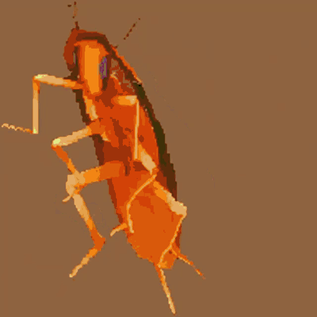 a drawing of a cockroach with a brown background