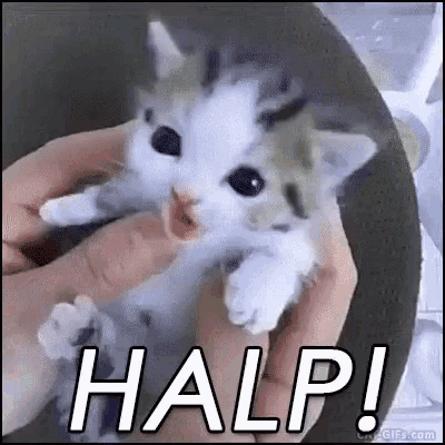 Kitten Held Down GIF - Kitten Held Down Halp GIFs