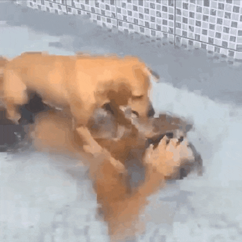two dogs are playing in a pool of water with their reflection in the water .