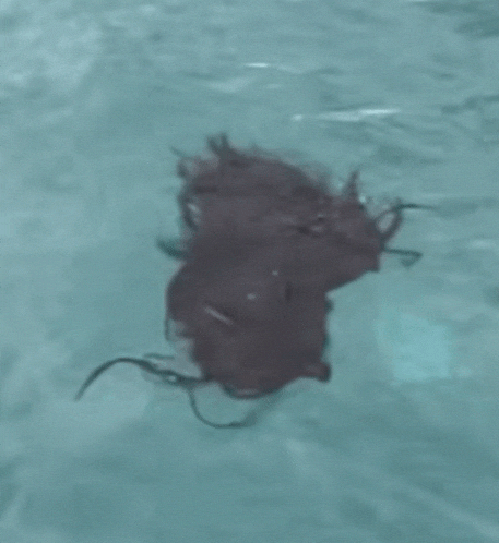 Wig Floating Wig GIF - Wig Floating Wig Wig Floating GIFs