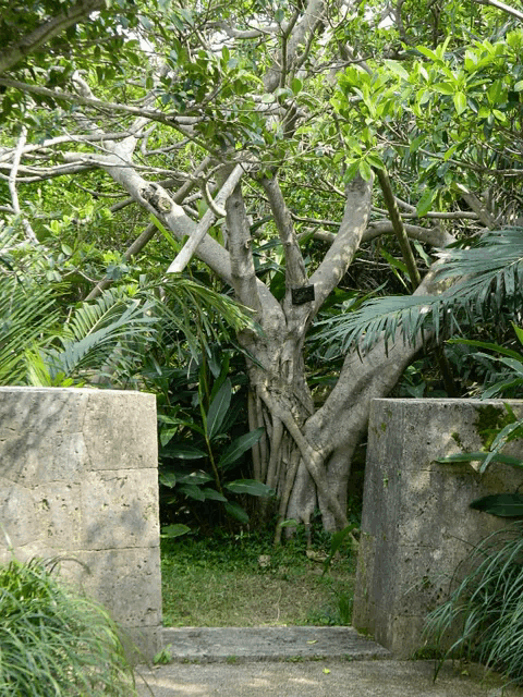 a tree with lots of branches and leaves