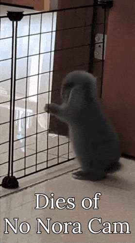 a picture of a rabbit with the words dies of no nora cam on the bottom