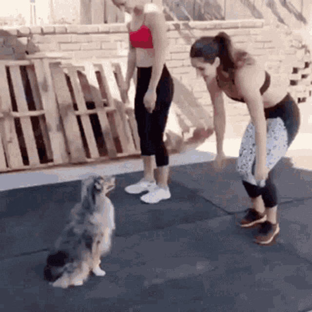 Doggo Workout Dog Friend GIF - Doggo Workout Dog Friend Workout GIFs