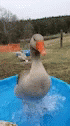 Splash Duck GIF - Splash Duck GIFs