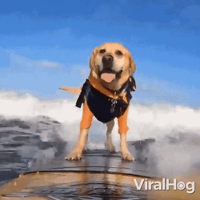 Labrador Surfing Viralhog GIF - Labrador Surfing Viralhog A Dog Having Fun While Surfing GIFs
