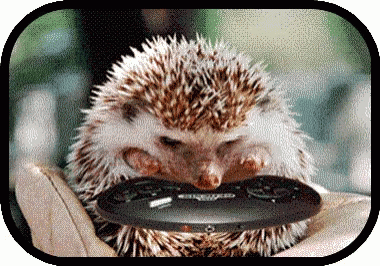 Video Games Hedgehog GIF - Video Games Hedgehog Funny Animal GIFs