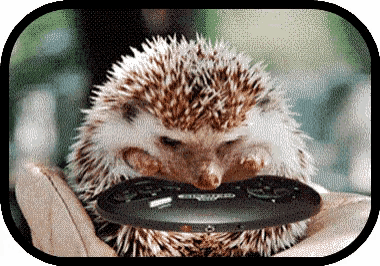 a hedgehog is holding a remote control in its paws