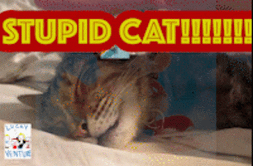 Stupid Cat GIF - Stupid Cat GIFs